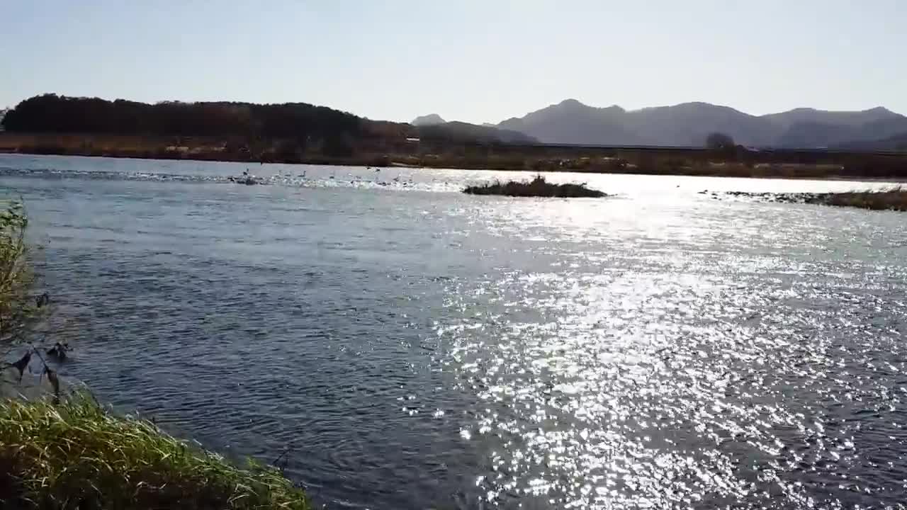 Migratory birds by the river at sunset