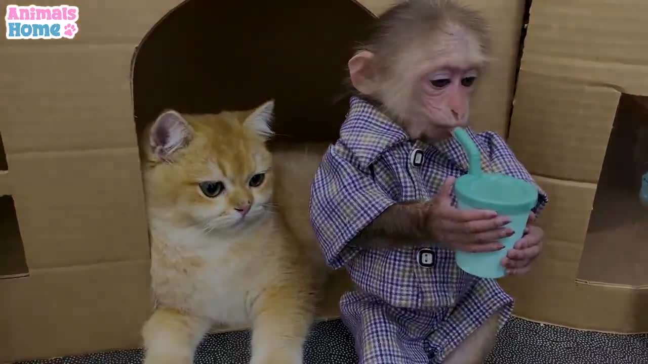 baby monkey animal bi bi Farmer BiBi picks fruit to make juice