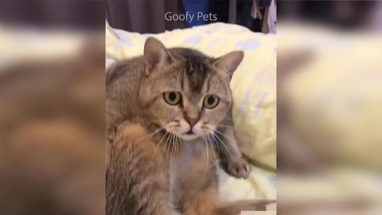 Funny dog and cat video