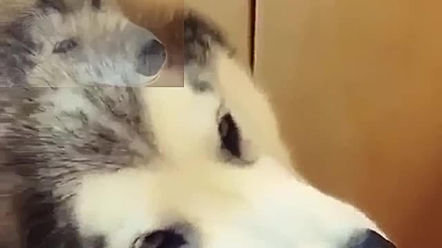 The expression of this Husky is really funny