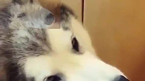 The expression of this Husky is really funny