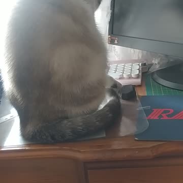 My Enola ❤️😸💙