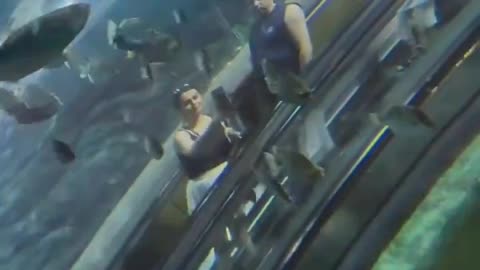 An escalator at Shanghai’s Ocean Aquarium