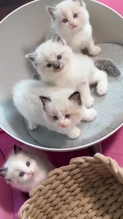 Cute munchkin baby kitten talks too much