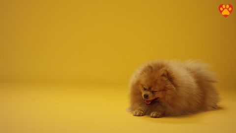 Cute and funny dog plays with a flying kibble.