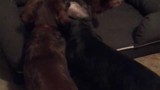 5 loved dachshunds