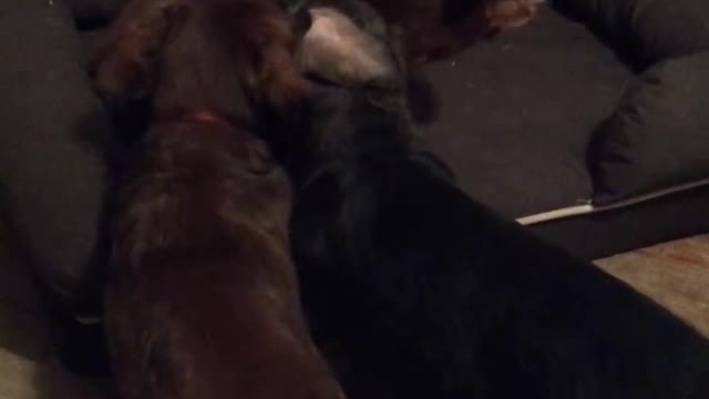 5 loved dachshunds