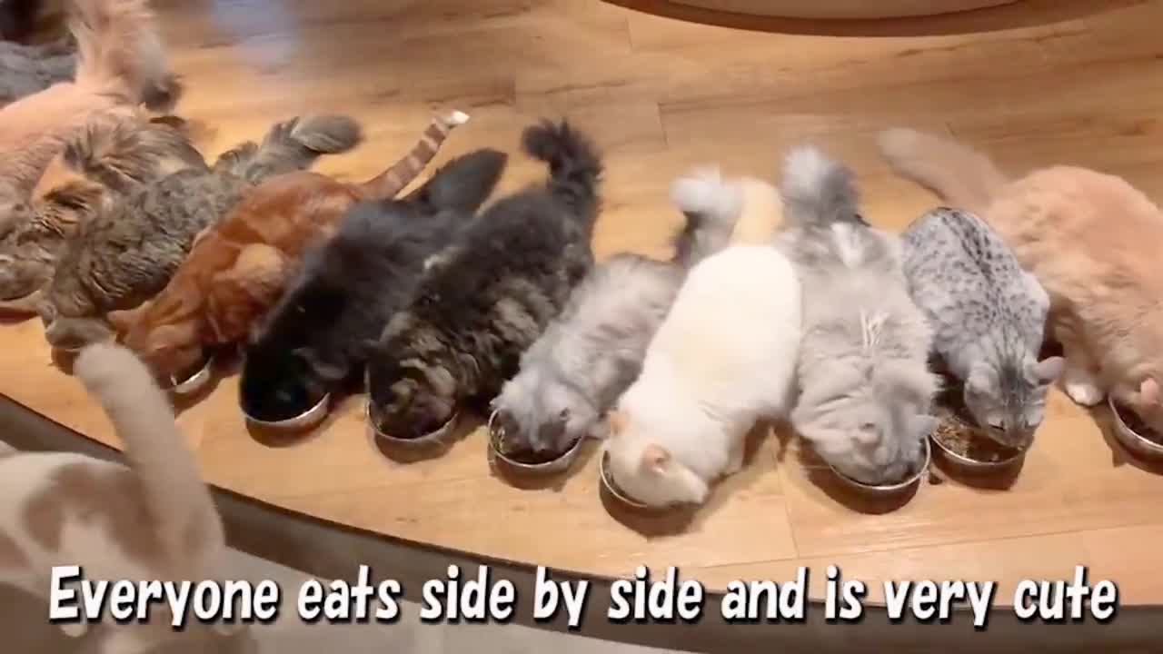 Japan's Cat Cafe