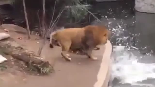 Lion afraid to jump into the pool