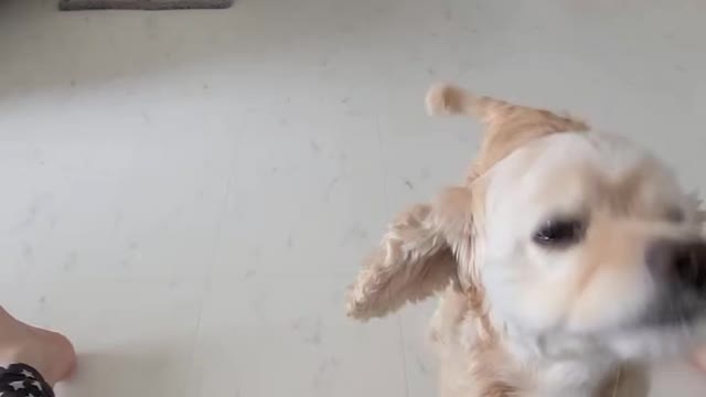 Successful charming, little Cocker Spaniel
