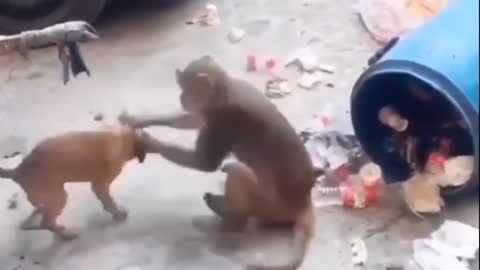 Monkey and Dog funny moment