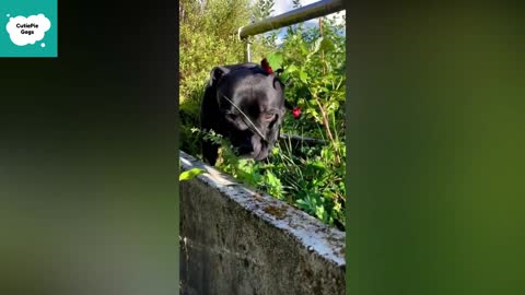 Cute Puppies - Cute and Funny Puppy Videos Compilation