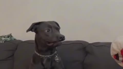 funny dog