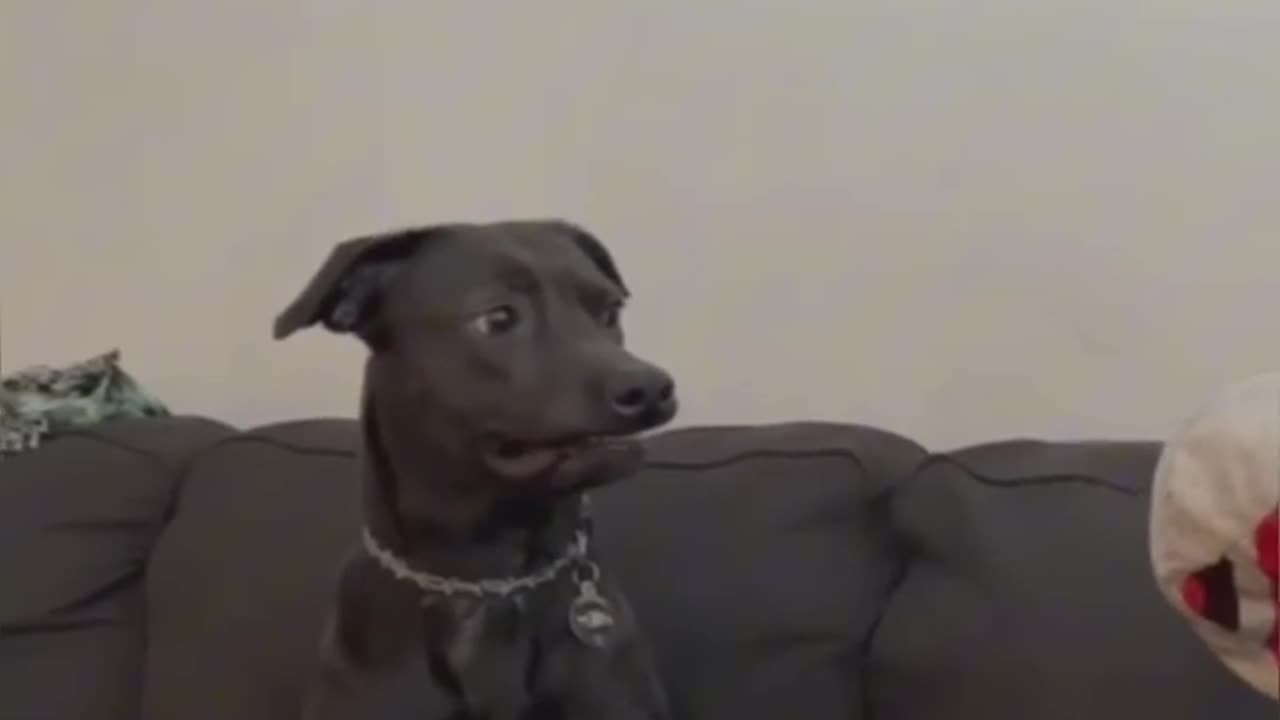 funny dog