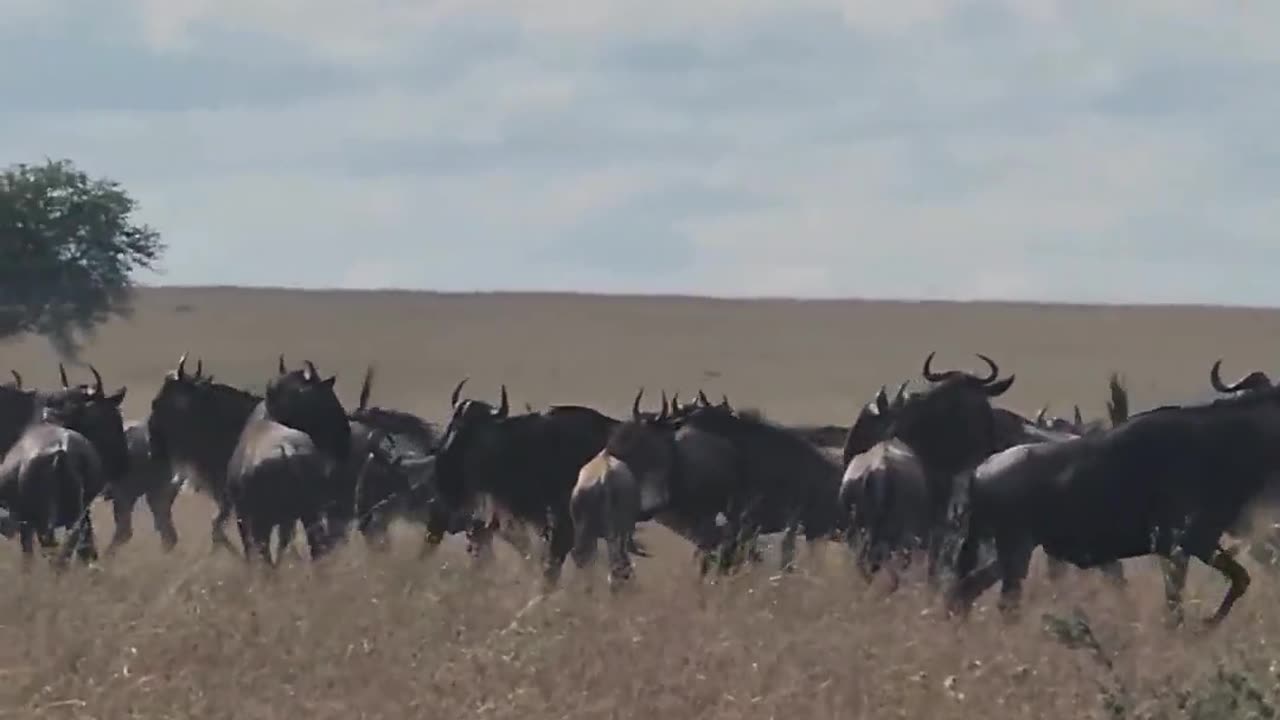 Cheetah Mama and Cubs Attempt Wildebeest Hunt