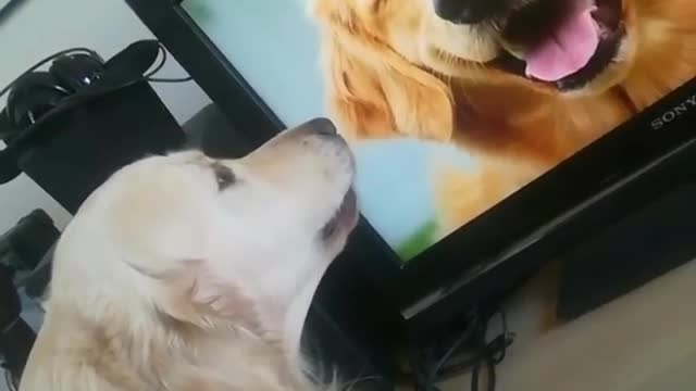 Golden retriever barking at photo of smiling golden retriever on tv microphone in face