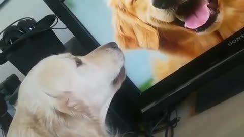 Golden retriever barking at photo of smiling golden retriever on tv microphone in face