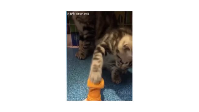 Cat funny-clips