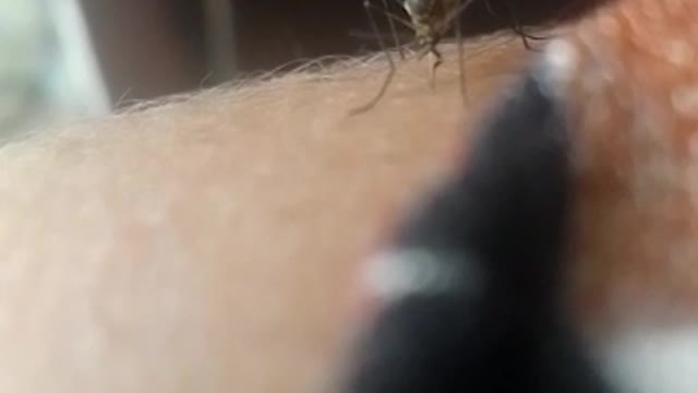 Mosquito animal