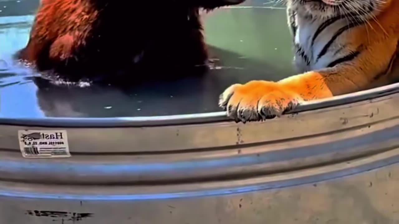 Cute baby tiger and bear are the best friends