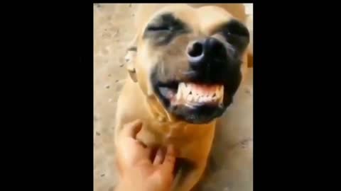 Laughing dog video