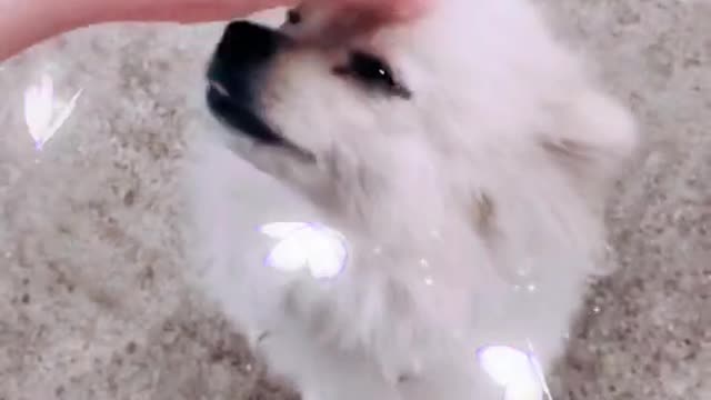 Funny Puppy and cute