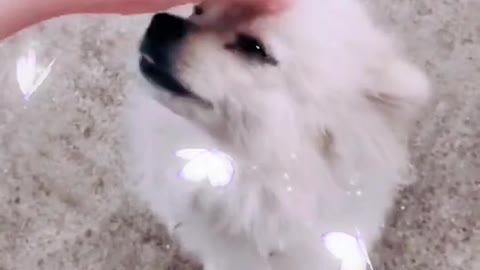 Funny Puppy and cute