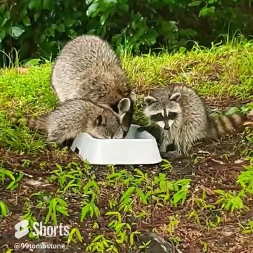 Baby Racoons