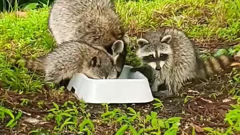 Baby Racoons