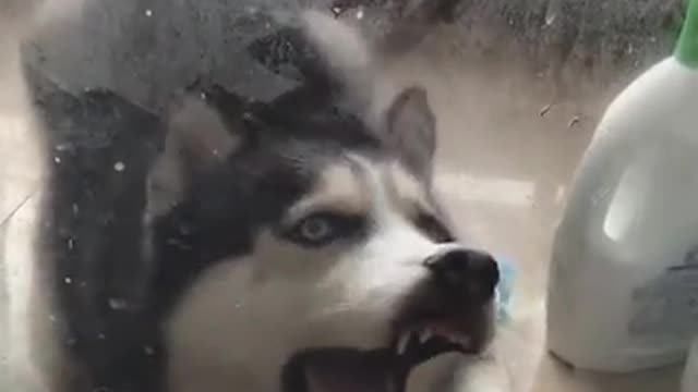 funny husky