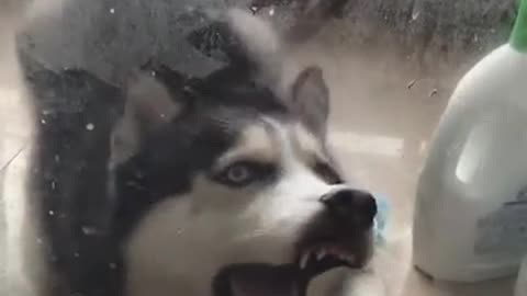 funny husky