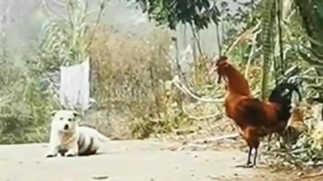 chicken vs dog