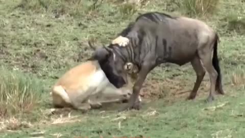 A lion captured a wildebeest, accident happened next second