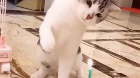 Cute and Funny cat video