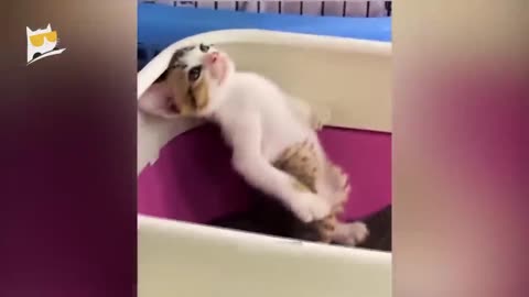 Funniest animals 2023 🐱In tiktok 😂 Funny and Fails Pets Video #27