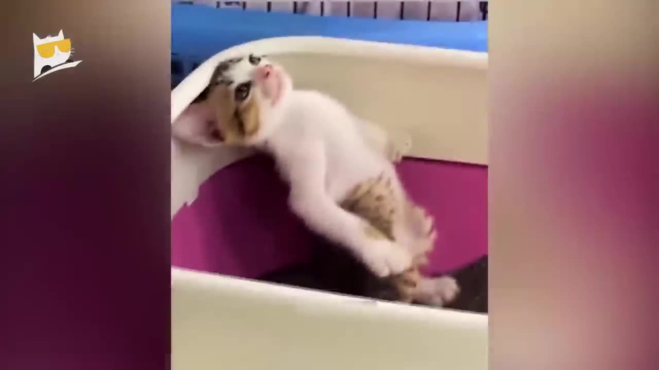Funniest animals 2023 π±In tiktok π Funny and Fails Pets Video #27