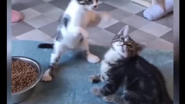 Cat Comedy Video Cat Funny video Part41 #CatShort #CatVideo