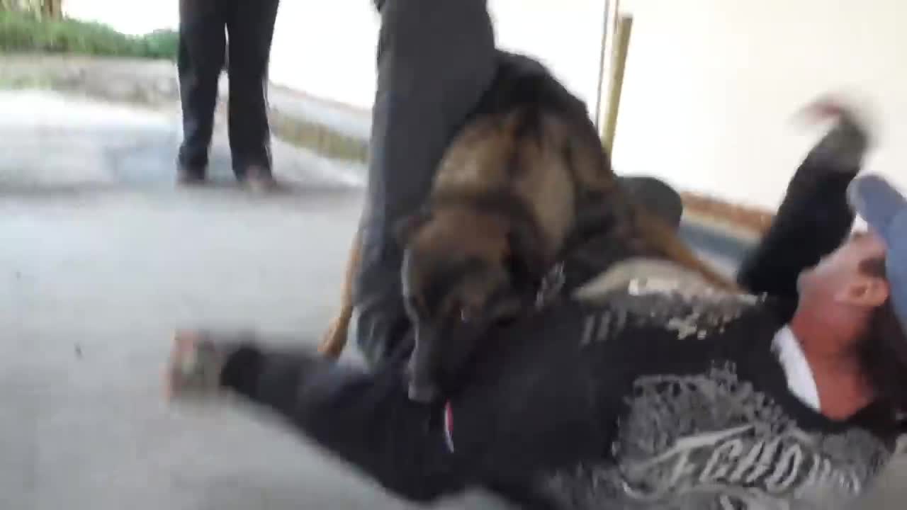 Best trainned dogs for protection