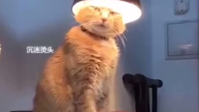 A short compilation of funny cats