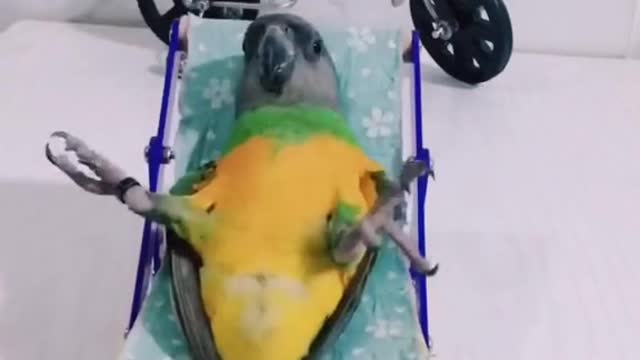 Green parrot funny