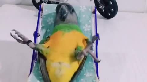 Green parrot funny