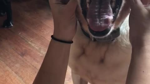 Dog smiling with mouth open while getting cheeks scratched