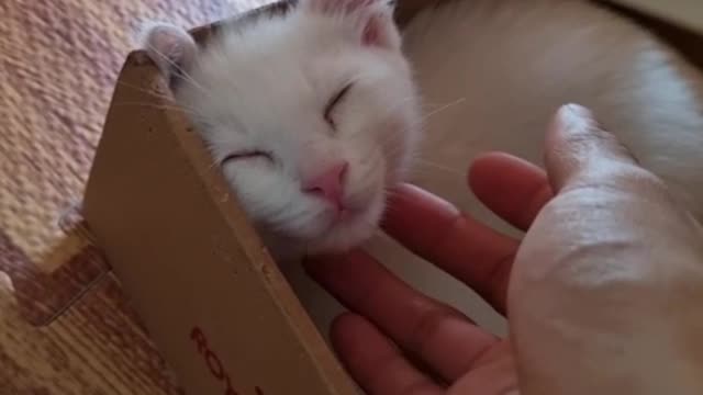 My kitten likes it when I pet her