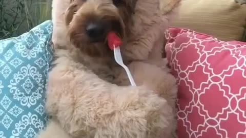 dog with sweet tooth