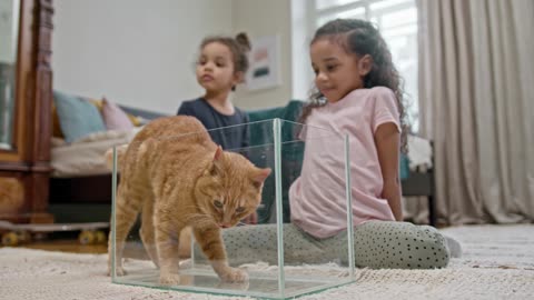 A Cat Hopping In An Empty Aquarium