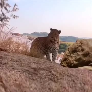 Mos amazing Cat video