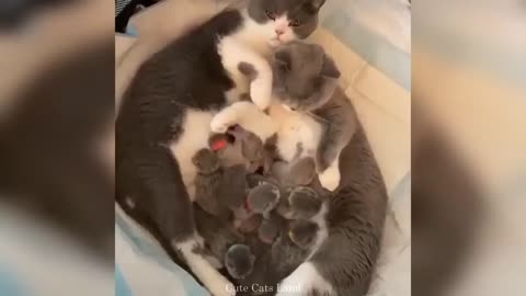 Babyy cat