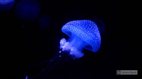 Blue Jellyfish wonderful