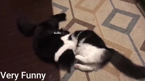 These two cats will make you laugh.