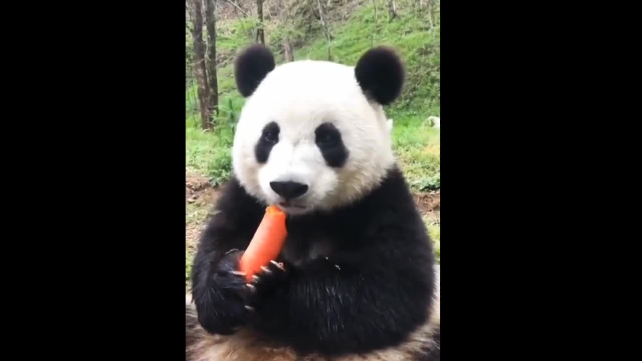 Panda eating carrot